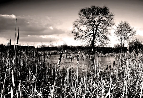 stock image Frozen lake