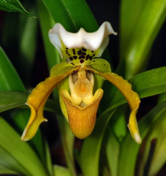 stock image Beautiful orchid