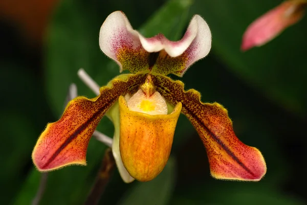 stock image Beautiful orchid