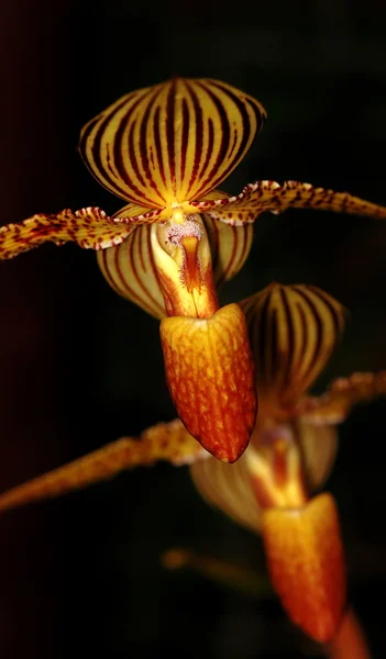 Gyllene orkidéer — Stockfoto