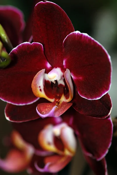 Orquídea roxa bonita — Fotografia de Stock