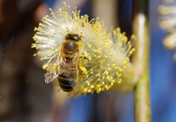 Bee and pussy-willow — Stock Photo, Image
