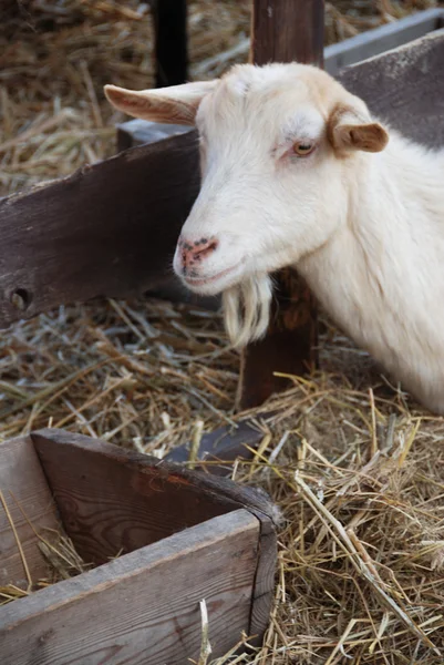 Ahırda keçi — Stok fotoğraf