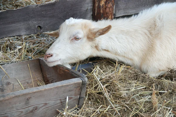 Chèvre dans la grange — Photo