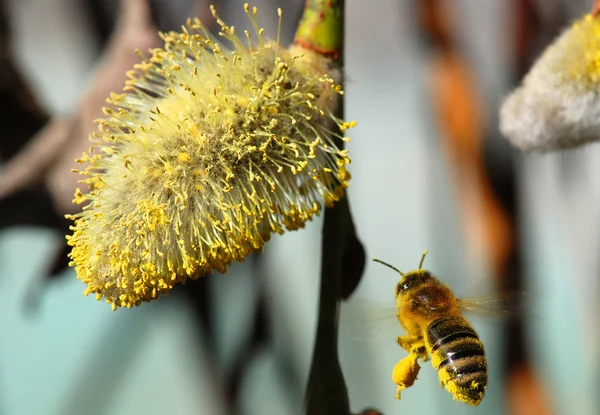 Méh és a punci fűzfa — Stock Fotó