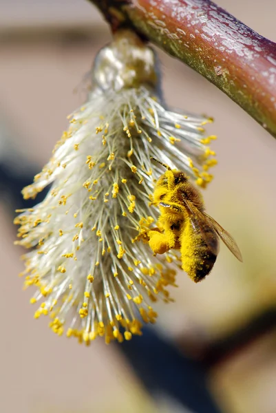 Pszczoła i cipki wierzba — Zdjęcie stockowe