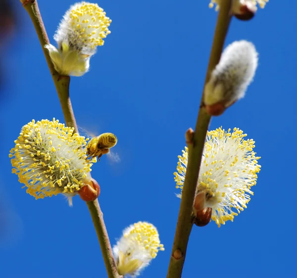 Spring blooms — Stock Photo, Image