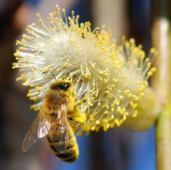 Bee en pussy-willow — Stockfoto