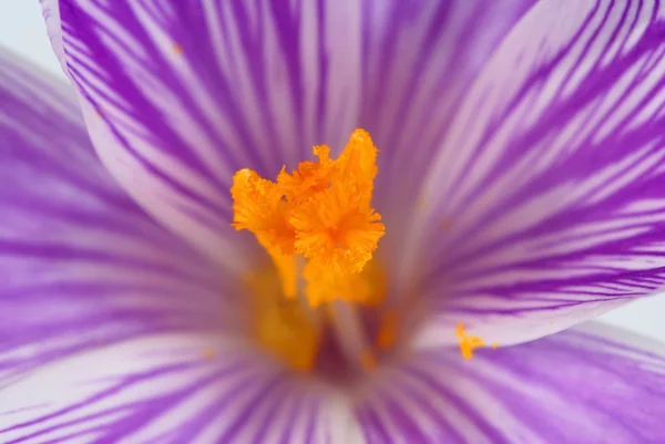 Crocus — Stockfoto