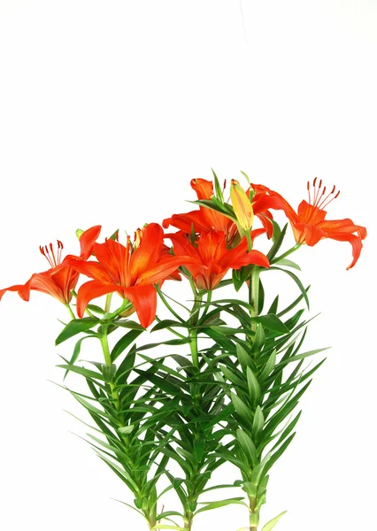 Квітучий лілії — стокове фото