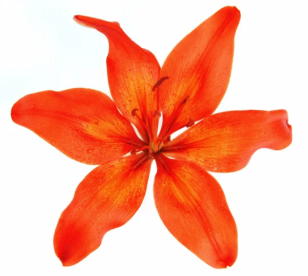Czerwona lilia — Zdjęcie stockowe