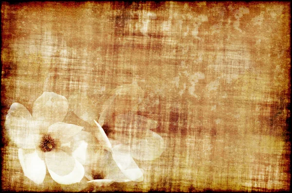 Stary papier z magnolii — Zdjęcie stockowe