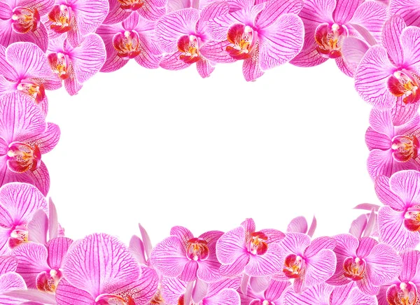 Orchidej rámeček — Stock fotografie