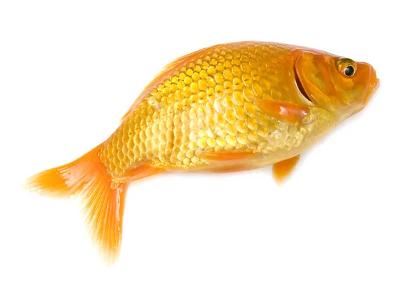 Zlatá ryba — Stock fotografie