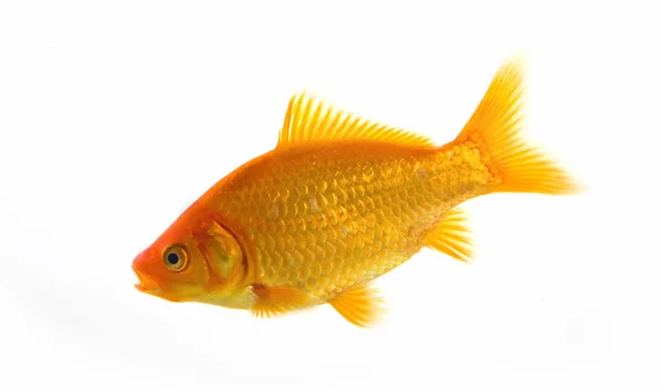 Zlatá ryba — Stock fotografie