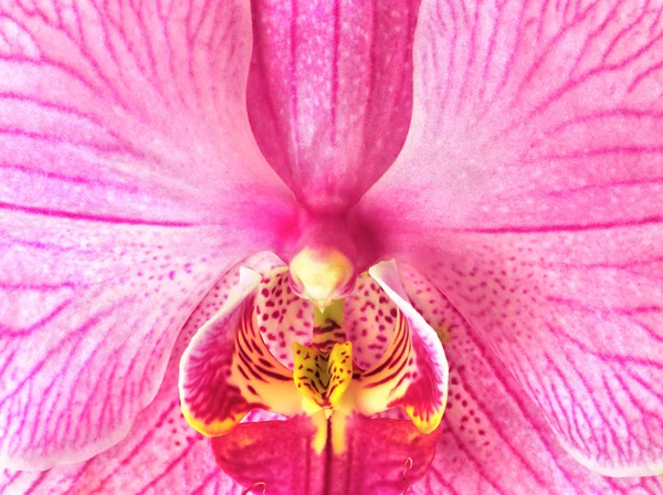 美丽的兰花 — 图库照片