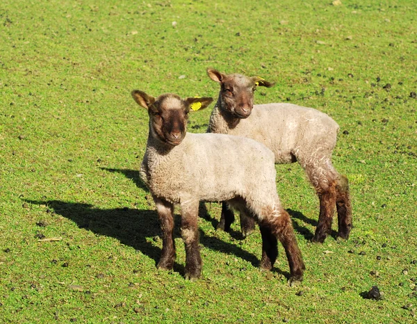 Due agnelli — Foto Stock