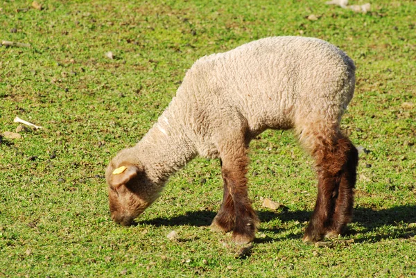 Lamm liggande i gräset — Stockfoto