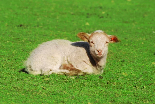 Lamm liggande i gräset — Stockfoto