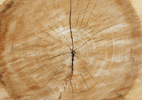 Kıyılmış ağaç — Stok fotoğraf