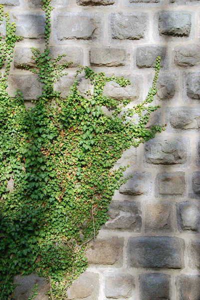 Vecchio muro e edera — Foto Stock