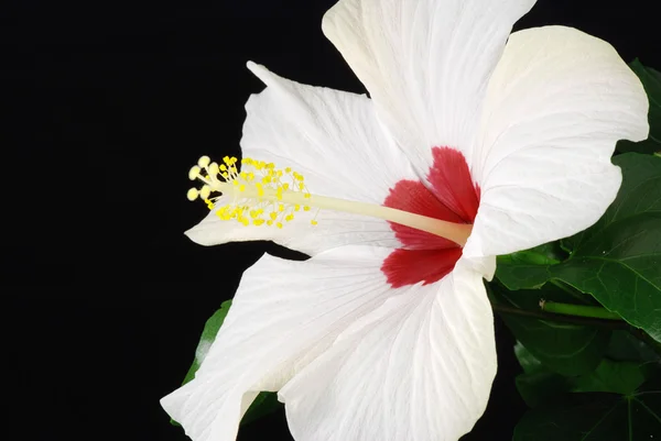 White hibiscus — Stock Photo, Image