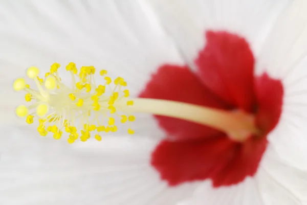 Witte hibiscus — Stockfoto