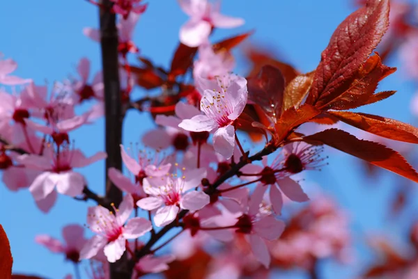 Kvetou divoké jabloně — Stock fotografie