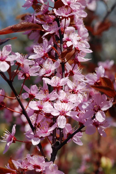 Blommande körsbär — Stockfoto