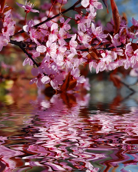 Квітучі вишневі — стокове фото