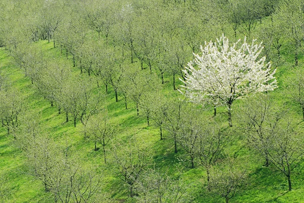 Fa tavasszal — Stock Fotó