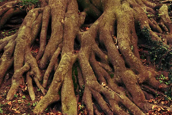 뿌리 — 스톡 사진