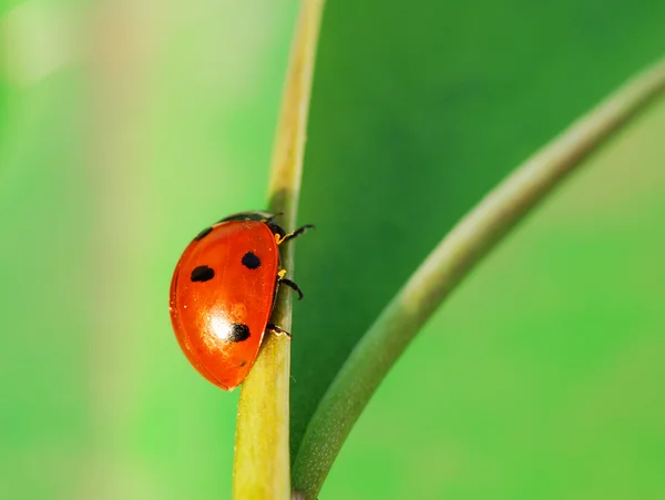 Ladybird on its way — Stock Photo, Image