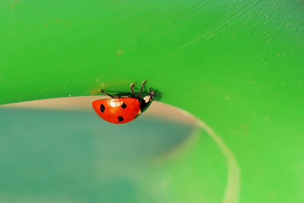 Ladybird en route — Photo