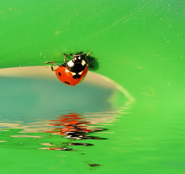 Ladybird on a leaf — Stock Photo, Image