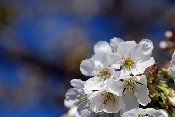 Cherry bloei — Stockfoto