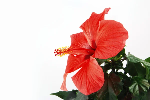 Czerwony hibiscus — Zdjęcie stockowe