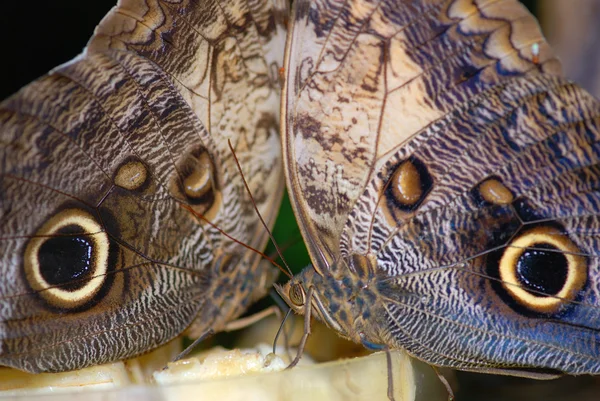 Två fjärilar — Stockfoto