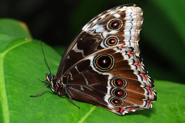 Две бабочки на ветке — стоковое фото
