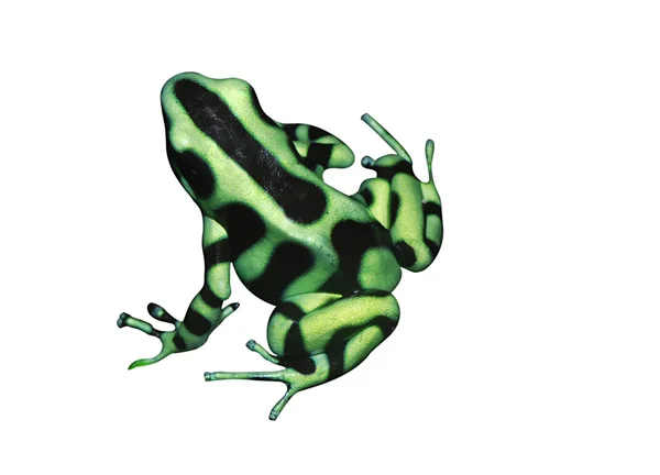 Тропічні жаби — стокове фото