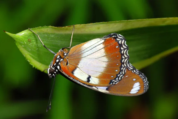 葉の上の蝶 — ストック写真