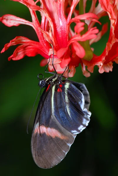 Buterfly en una orquídea —  Fotos de Stock