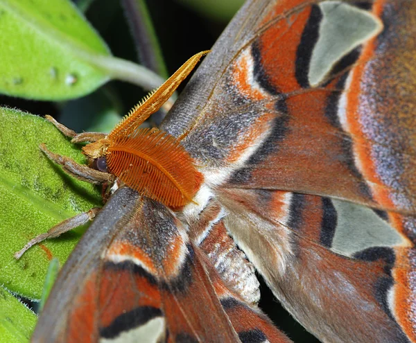 Detail of Attacus Atlas — Stock Photo, Image