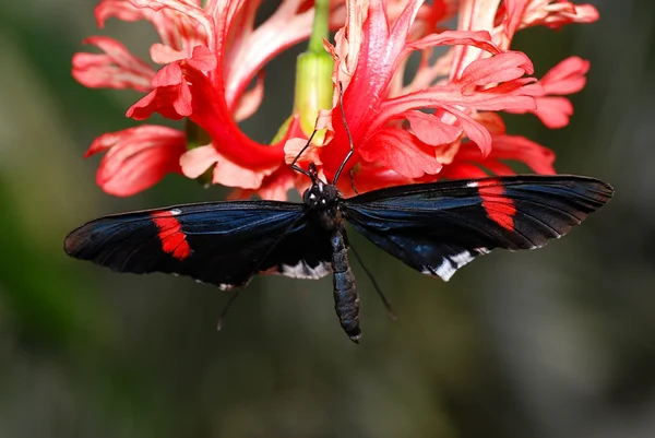 Buterfly на на орхідеї — стокове фото