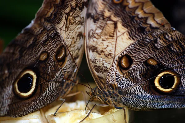 Due farfalle — Foto Stock