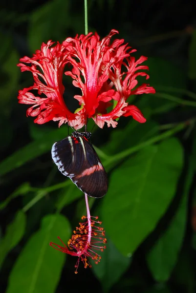 Πεταλούδα σε μια ορχιδέα — Φωτογραφία Αρχείου
