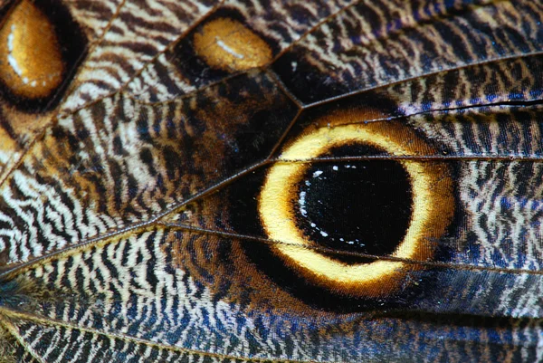 Πεταλούδα μακροεντολή — Φωτογραφία Αρχείου