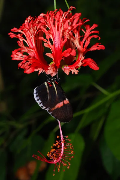 Borboleta em uma orquídea — Fotografia de Stock