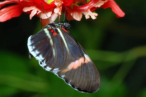 Бабочка на орхидее — стоковое фото