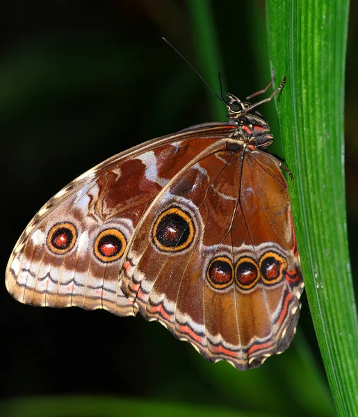 Två fjärilar på en gren — Stockfoto